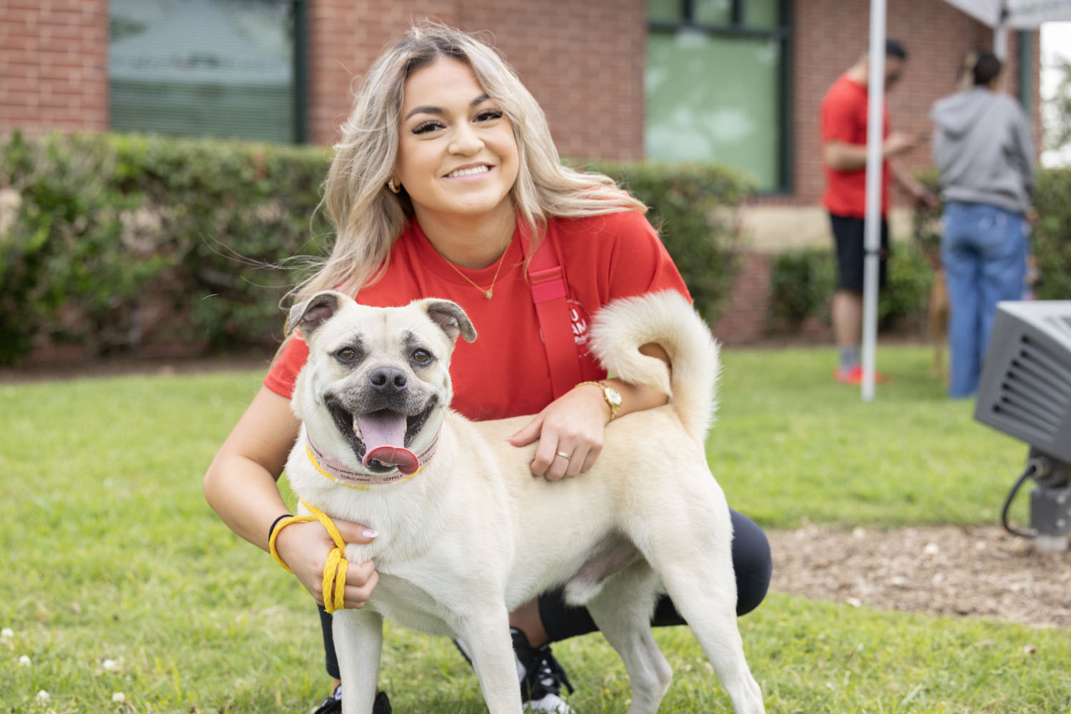 Cute pug