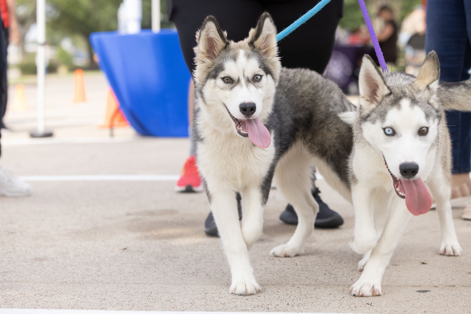 Two Huskies